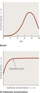 Effect of pH and substrate concentration on enzyme activity