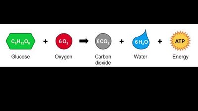 Equation for cellular respiration