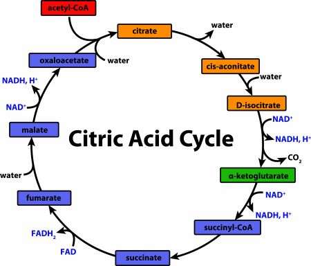 Krebs cycle (citric acid cycle)