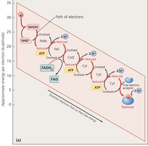 Arrangement of ETC molecules