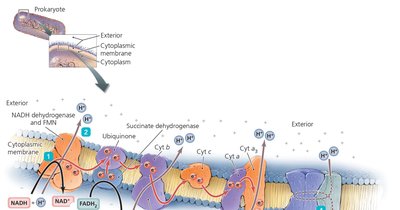 ETC and chemiosmosis