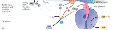 Chemiosmosis occurs here