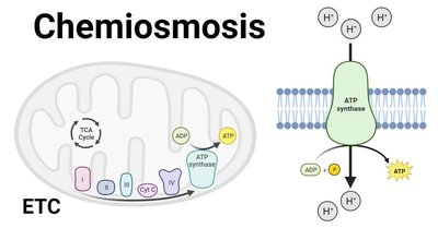 Chemiosmosis and ATP synthase
