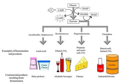 Fermentation pathways