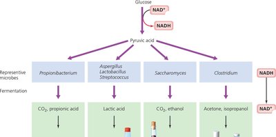 Fermentation products and microbes