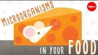 Bacterial fermentation products