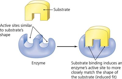 Lock and key model of enzyme-substrate interaction
