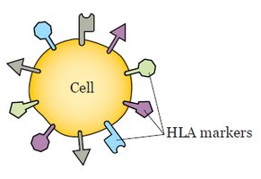 Cell with various HLA markers on its surface