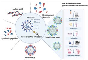 Types of COVID-19 vaccines and development process of inactivated vaccine