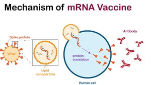 Mechanism of mRNA vaccine: spike protein, lipid nanoparticle, protein translation, antibody production