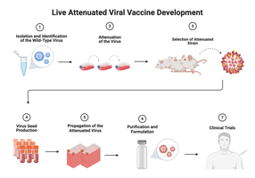 Live attenuated viral vaccine development process
