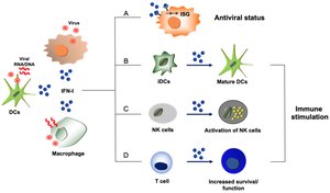 Immune stimulation and antiviral status via IFN-I pathway