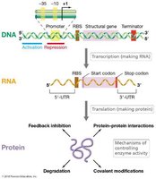 Levels of regulation: DNA, RNA, Protein