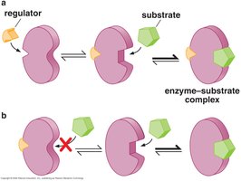 Positive and negative allosteric regulation