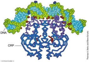 CRP bending DNA to help RNA polymerase bind promoter
