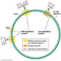 Regulons in the E. coli genome