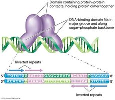 Homodimeric DNA-binding protein binding to inverted repeats
