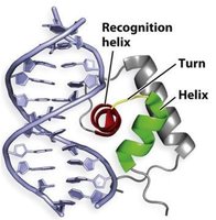 Helix-turn-helix DNA-binding domain