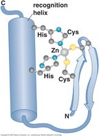 Zinc finger DNA-binding domain