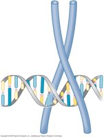 Leucine zipper DNA-binding domain