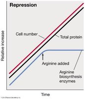 Graph showing repression of arginine biosynthesis enzymes
