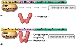 Repression in the arginine operon