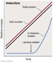 Graph showing induction of β-galactosidase after lactose addition