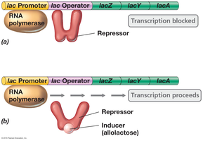 Induction in the lac operon