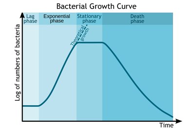 Bacterial Growth Curve showing lag, exponential, stationary, and death phases