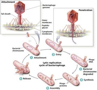 Lysogenic replication cycle of bacteriophage