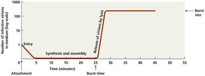 Graph showing burst size and burst time in lytic cycle