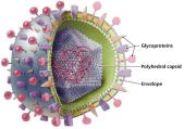 Diagram of an enveloped virus structure