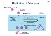 Comparison of animal virus replication strategies