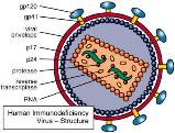 HIV replication steps in host cell