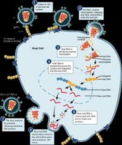 Influenza virus structure