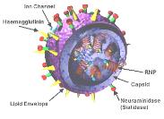 Influenza virus replication cycle