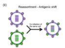 Antigenic drift and shift in influenza