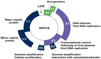 HPV genome and oncoproteins