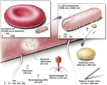 Relative sizes of viruses, cells, and organelles