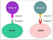 Diagram showing virus-host specificity via receptor binding