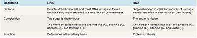 Comparison table of DNA and RNA