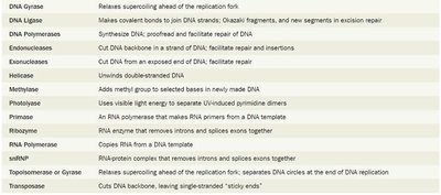 Table of important enzymes in DNA replication and repair
