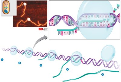 Diagram of transcription process in prokaryotes