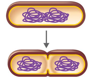 Diagram of vertical gene transfer during binary fission