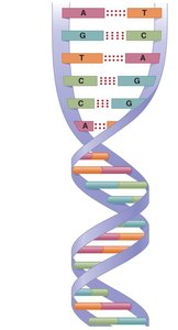 DNA double helix showing base pairing and antiparallel strands