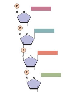 Diagram of the phosphodiester backbone of nucleic acids