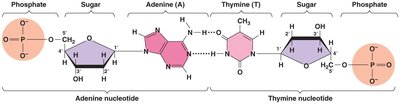 A-T nucleotide pair showing hydrogen bonds