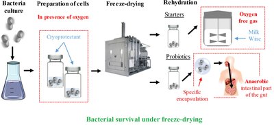 Bacterial survival under freeze-drying