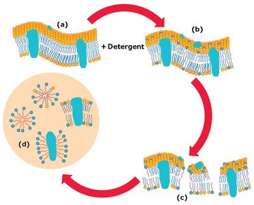 Detergent disrupting cell membrane