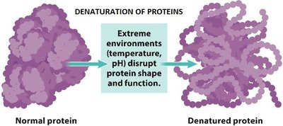 Denaturation of proteins by extreme environments